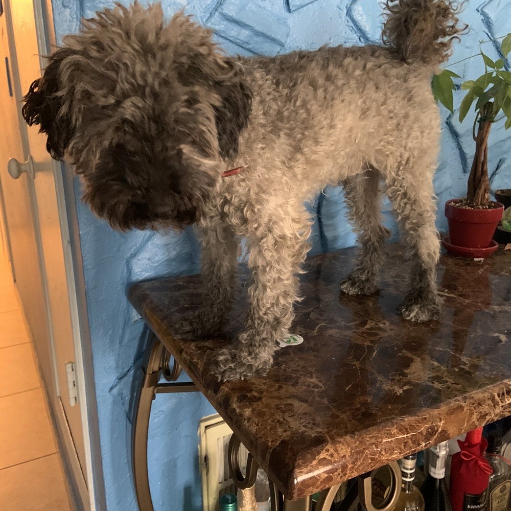 Calling All Paws - before - Pet Groomers Near Me - Las Vegas, Nevada Calling All Paws - before - Pet Groomers Near Me - Las Vegas, Nevada