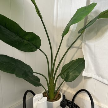 Koloa Pizza Kitchen + Bar - Again a plant in the bathroom. I am always looking for a plant I can have inside the house in a shady area. - Pizza Near Me - Koloa, Hawaii Koloa Pizza Kitchen + Bar - Again a plant in the bathroom. I am always looking for a plant I can have inside the house in a shady area. - Pizza Near Me - Koloa, Hawaii