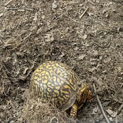 The South Fork Natural History Museum and Nature Center - A very friendly turtle at the turtle house.