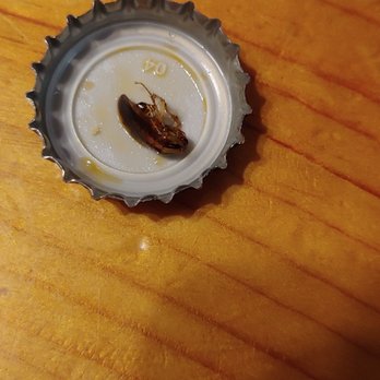 Jo Jo Chinese Cafe - Found this roach in our tangy spicy shrimp. - Chinese Near Me - Houston, Texas Jo Jo Chinese Cafe - Found this roach in our tangy spicy shrimp. - Chinese Near Me - Houston, Texas