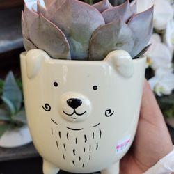 Tom Thumb - Cute plants