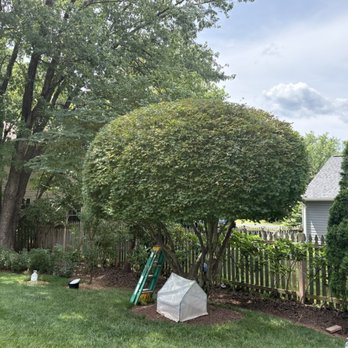 Flores Landscaping Services - Trimmed tree - Landscaping Near Me - Woodbridge, Virginia