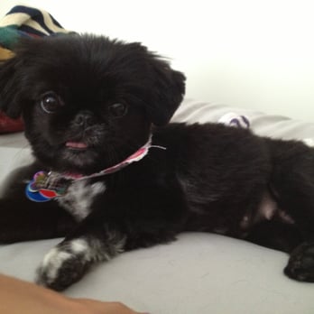 Orange Grooming - Penelope after her grooming! - Pet Groomers Near Me - Miami, Florida