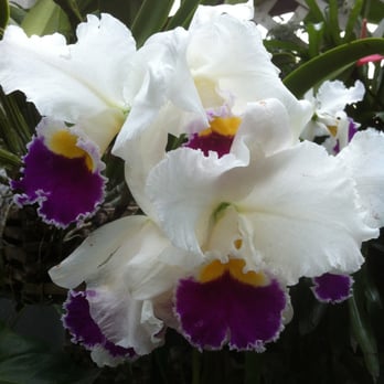 Lincoln Park Conservatory - Parks Near Me - Chicago, Illinois Lincoln Park Conservatory - Parks Near Me - Chicago, Illinois