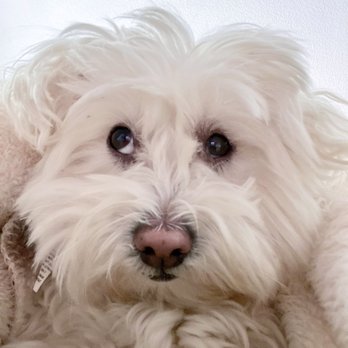 Arch Beach Veterinary Clinic - Sick puppy, before getting Dr. Gordon's treatment. - Veterinarians Near Me - Laguna Beach, California Arch Beach Veterinary Clinic - Sick puppy, before getting Dr. Gordon's treatment. - Veterinarians Near Me - Laguna Beach, California