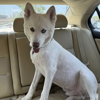 Bark Bath - Shiro with the new fresh shave! - Pet Groomers Near Me - Walnut, California Bark Bath - Shiro with the new fresh shave! - Pet Groomers Near Me - Walnut, California