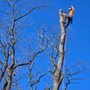 Photo of Infinity Tree Services