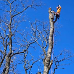 Infinity Tree Services