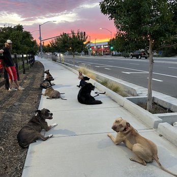Primal Canine - Bonnie is on the left 2nd from the top - Pet Training Near Me - Gilroy, California