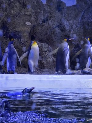 Hellabrunn Zoo by null