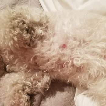 Blue Pooch - They sliced off TWO of my dog's nipples and never bothered to tell me. - Pet Groomers Near Me - Los Angeles, California Blue Pooch - They sliced off TWO of my dog's nipples and never bothered to tell me. - Pet Groomers Near Me - Los Angeles, California
