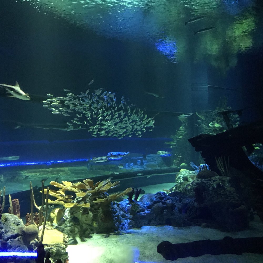 Texas State Aquarium - So much to see! - Aquariums Near Me - Corpus Christi, Texas Texas State Aquarium - So much to see! - Aquariums Near Me - Corpus Christi, Texas