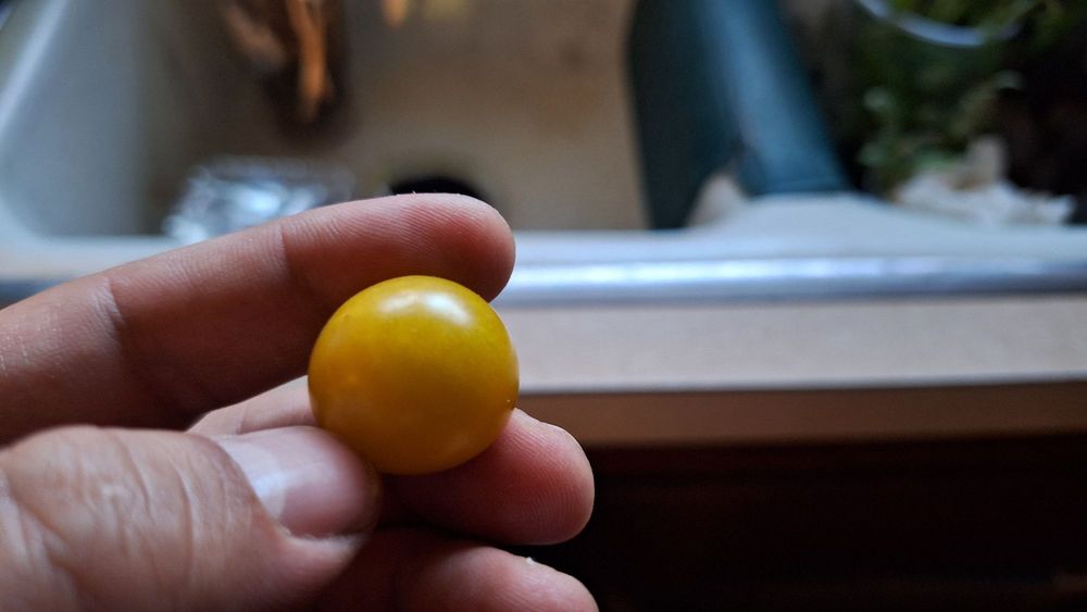 Cal Poly Pomona Farm Store