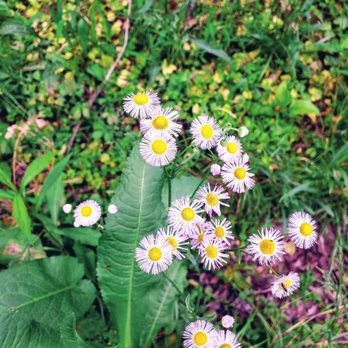 Valley View Nature Preserve - Flowers - Hiking Near Me - Milford, Ohio Valley View Nature Preserve - Flowers - Hiking Near Me - Milford, Ohio