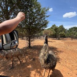 Rocky Ridge Drive Through Safari