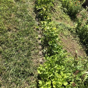 Maccarone Family Landscaping - Destroyed perennial garden - Lawn Services Near Me Maccarone Family Landscaping - Destroyed perennial garden - Lawn Services Near Me