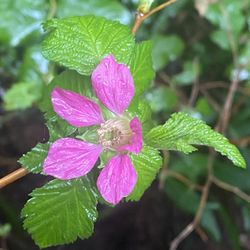 Rockaway Big Tree Trailhead - Salmonberry