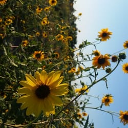 Sunflower field