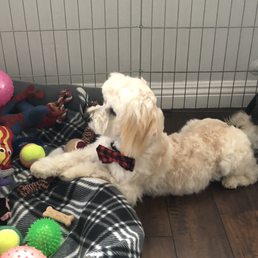 Chilling in his den after a fresh cut Chilling in his den after a fresh cut