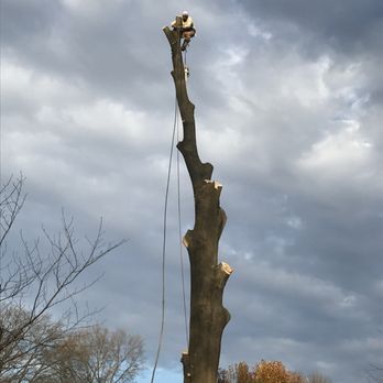 Elite Landscaping & Tree Removal - Tree Services Near Me - Highland Beach, Maryland Elite Landscaping & Tree Removal - Tree Services Near Me - Highland Beach, Maryland
