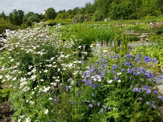 Arctic–Alpine Botanic Garden by null