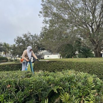 Gardenia Lawn Service - Trimming the top and sides of large hedges on clients property to give them a nice shape and appearance - Lawn Services Near Me Gardenia Lawn Service - Trimming the top and sides of large hedges on clients property to give them a nice shape and appearance - Lawn Services Near Me