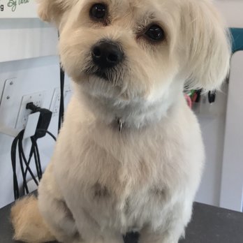 Shears To You - Pet Groomers Near Me - Toms River, New Jersey Shears To You - Pet Groomers Near Me - Toms River, New Jersey