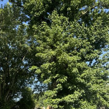 Vasquez Tree service & landscaping - Tree Services Near Me Vasquez Tree service & landscaping - Tree Services Near Me