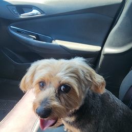 Our dog Jasmine just got her - Full Dog Groom (Includes Haircut)ears cleaned, nails cut and a bath