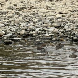 Sacramento River Eco Tours - Semipalmated sandpipers enjoying a break on their way to South America.
