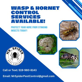 Mr Spider Pest Control - Call today to have your Wasps and Hornets nest taken care of ASAP! - Pest Control Near Me