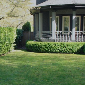 Leading Edge Maintenance - Trimming Living Fence After - Landscaping Near Me - North Vancouver, British Columbia Leading Edge Maintenance - Trimming Living Fence After - Landscaping Near Me - North Vancouver, British Columbia