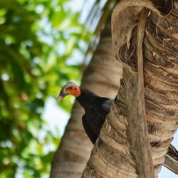 Yucatan Outdoors - Birdwatching Tour