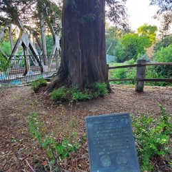El Palo Alto - Tree