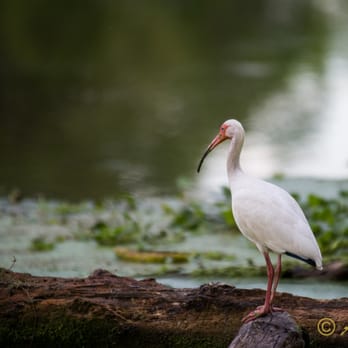 Brazos Bend State Park - Parks Near Me - Needville, Texas Brazos Bend State Park - Parks Near Me - Needville, Texas