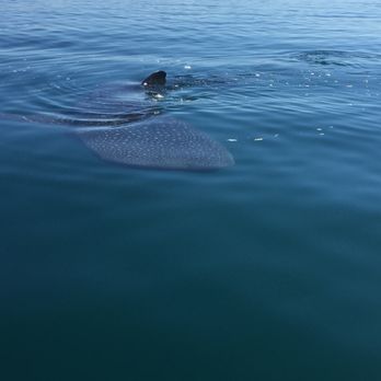 Marlin Adventures - Scuba Diving Near Me - La Paz, BCS