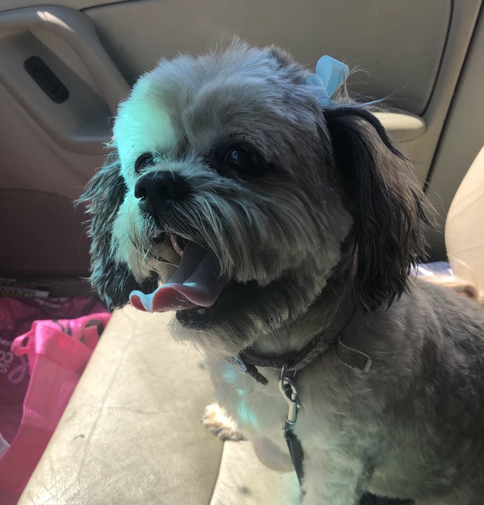 A BETTER GROOMING Updated June 2024 10 Photos & 21 Reviews 505 W