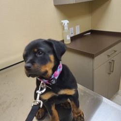 mentone animal hospital