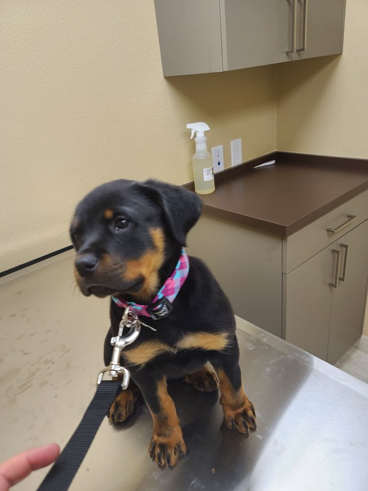 OAK VALLEY ANIMAL HOSPITAL Updated May 2024 35 Photos & 102 Reviews