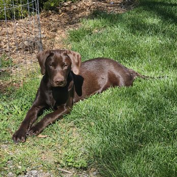 My Clever Canine Dog Training - Rio relaxing in the sun - Pet Training Near Me My Clever Canine Dog Training - Rio relaxing in the sun - Pet Training Near Me