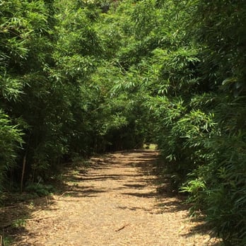 Lulumahu Falls - Baboon trail in the beginning - Hiking Near Me - Honolulu, Hawaii