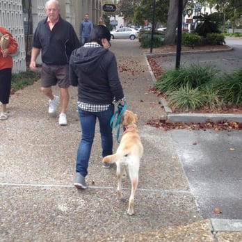 Bold City K9 - My dog now heels with me even with distractions - Pet Training Near Me Bold City K9 - My dog now heels with me even with distractions - Pet Training Near Me