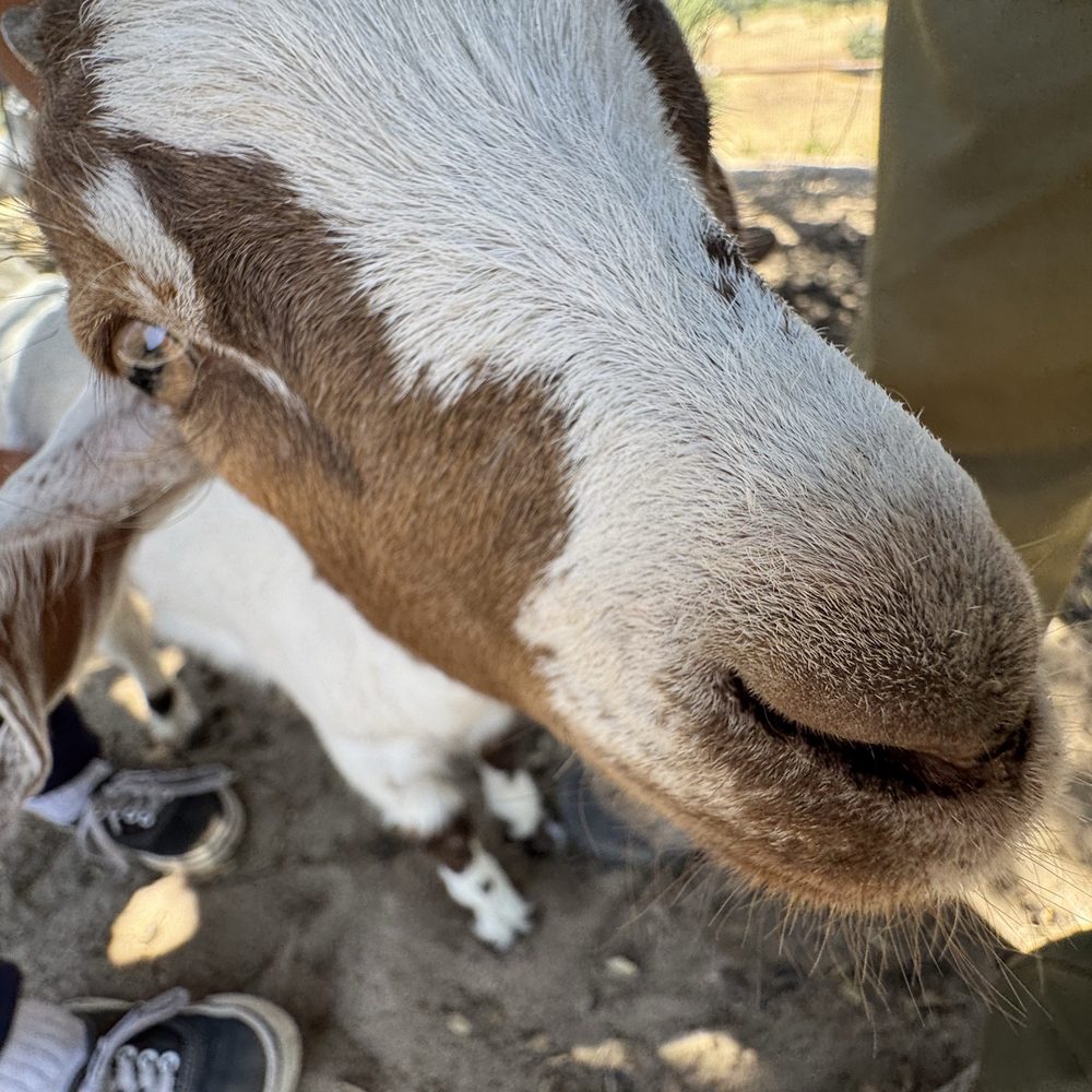 Up close and personal with the goats Up close and personal with the goats