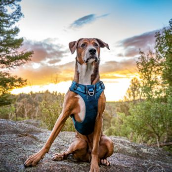 Adventure Pup Photography - Obi in Florissant - Pet Photography Near Me Adventure Pup Photography - Obi in Florissant - Pet Photography Near Me