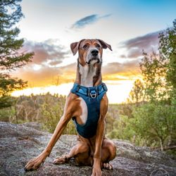 Adventure Pup Photography - Obi in Florissant