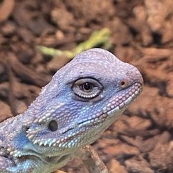 Animal House Pet Center - Bearded Dragon