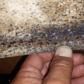 Victoria Pest Control - Pest Control Near Me - Victoria, British Columbia Victoria Pest Control - Pest Control Near Me - Victoria, British Columbia