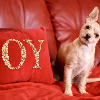 Bow Wow Bungalow - Pet Sitting Near Me - Burbank, California