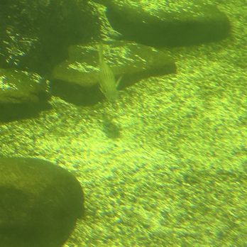 Sea Turtle - Aquariums Near Me - South Padre Island, Texas Sea Turtle - Aquariums Near Me - South Padre Island, Texas