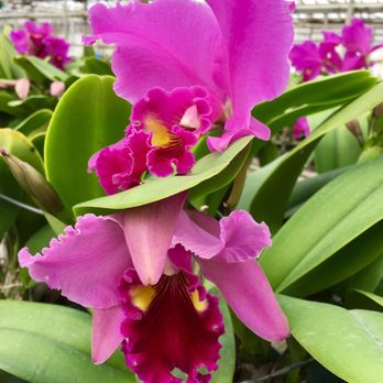 Orchids By Hausermann - Nurseries & Gardening Near Me - Villa Park, Illinois Orchids By Hausermann - Nurseries & Gardening Near Me - Villa Park, Illinois